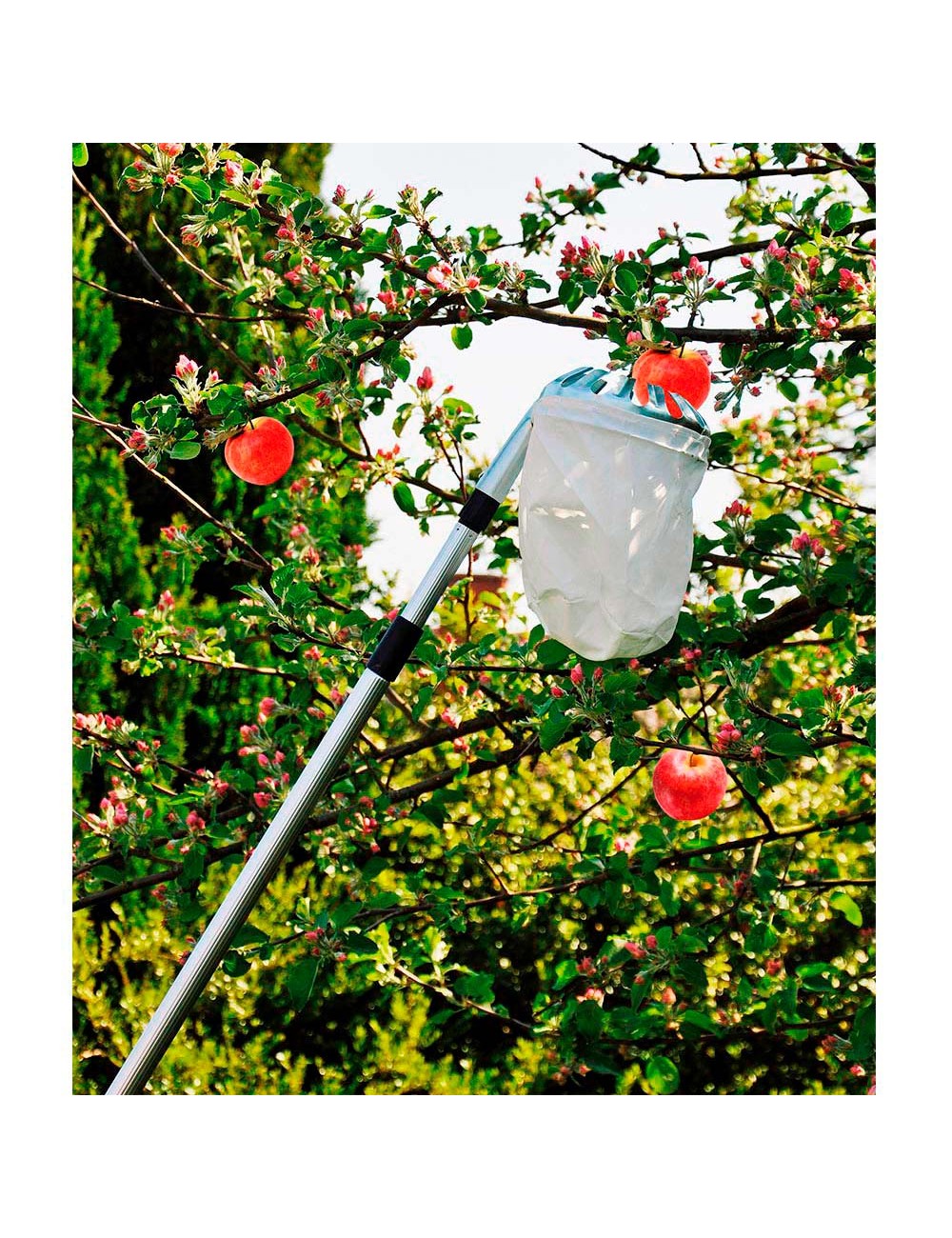 Recogedor de frutas telescopico extensible de 130-240cm grouw