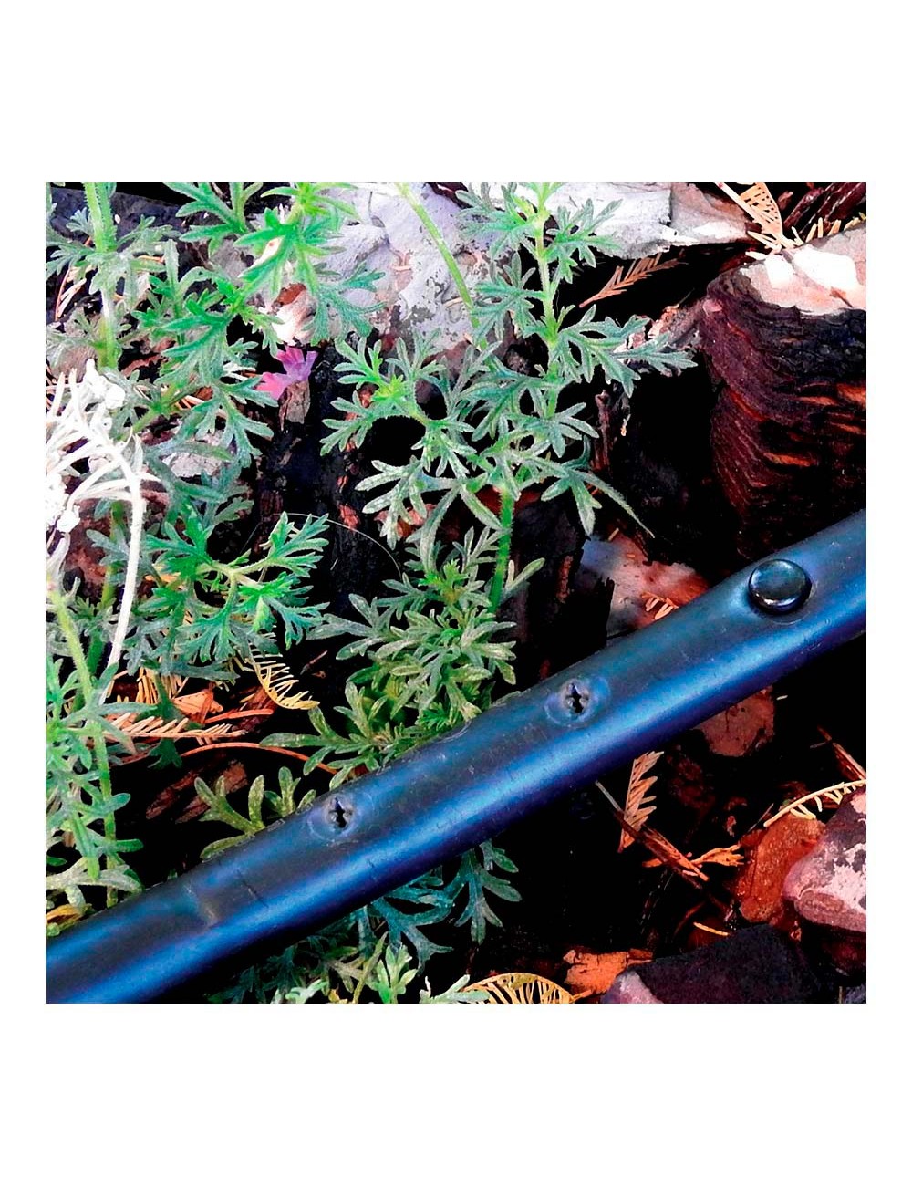 Pack con 10 tapones 4mm blue bird