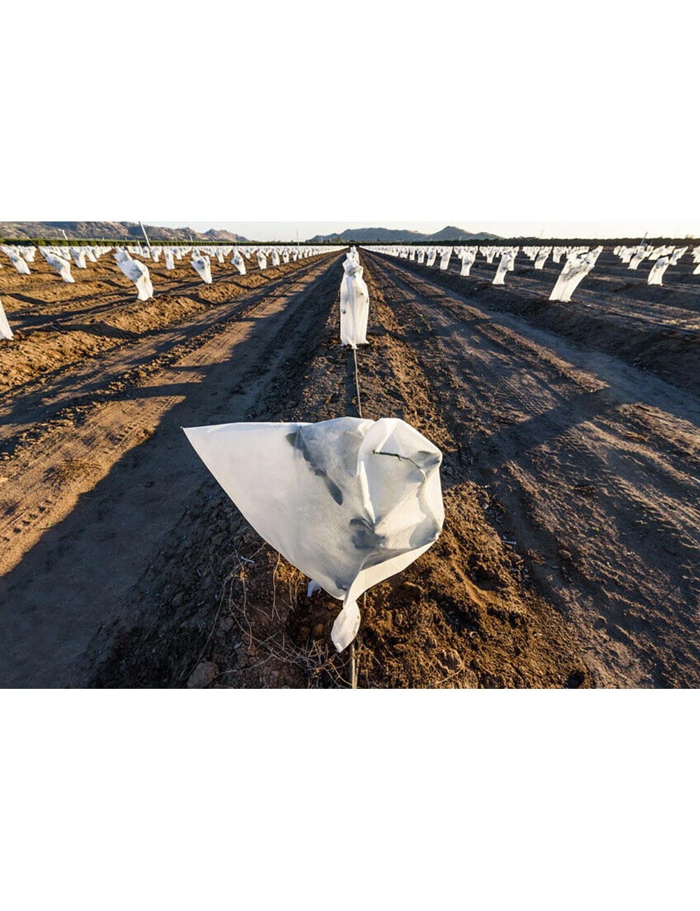 Capuchas de protección de plantas ø1,5 x 1,8 m