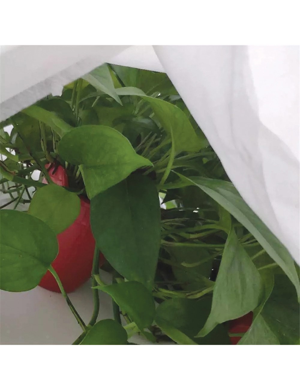 Tela de protección para cultivos-bobina 2 x 20 m 30gr/m